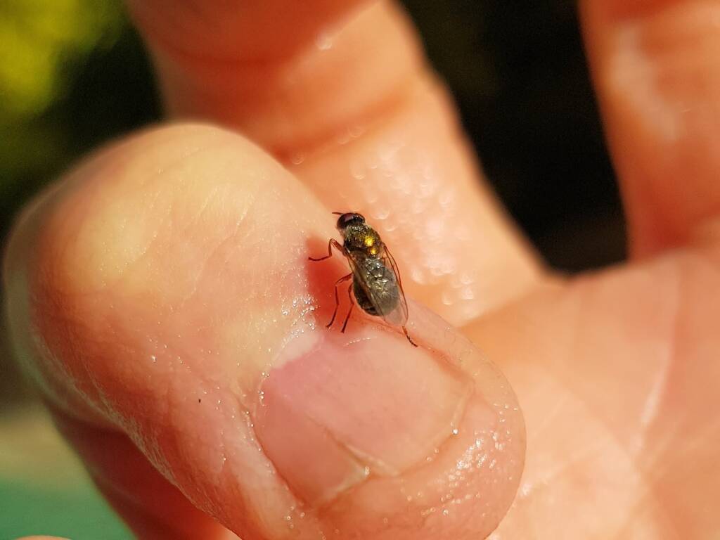 Soldier Fly (family Stratiomyidae), Alice Springs NT