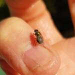 Soldier Fly (family Stratiomyidae), Alice Springs NT