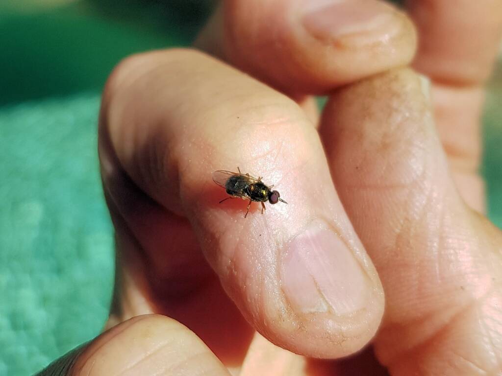 Soldier Fly (family Stratiomyidae), Alice Springs NT