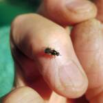 Soldier Fly (family Stratiomyidae), Alice Springs NT