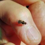 Soldier Fly (family Stratiomyidae), Alice Springs NT