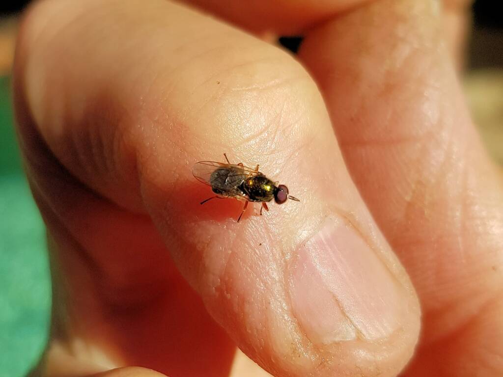 Soldier Fly (family Stratiomyidae), Alice Springs NT
