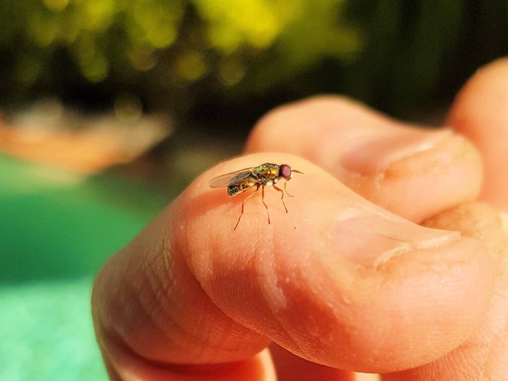 Soldier Fly (family Stratiomyidae), Alice Springs NT