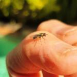 Soldier Fly (family Stratiomyidae), Alice Springs NT