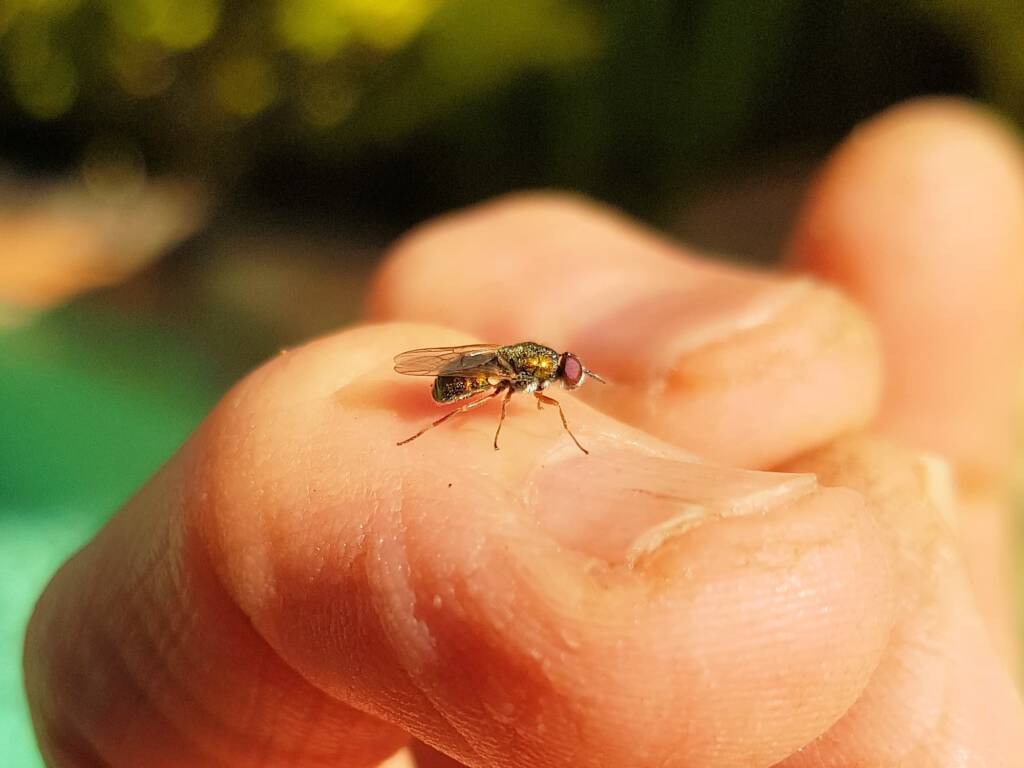 Soldier Fly (family Stratiomyidae), Alice Springs NT