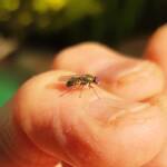 Soldier Fly (family Stratiomyidae), Alice Springs NT