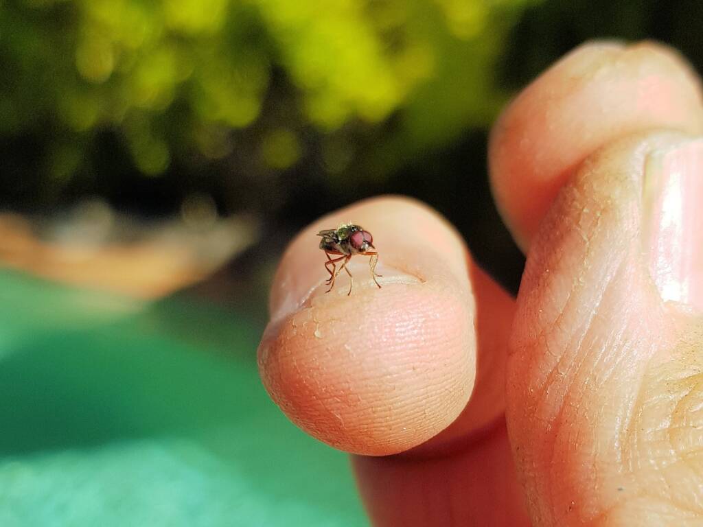 Soldier Fly (family Stratiomyidae), Alice Springs NT