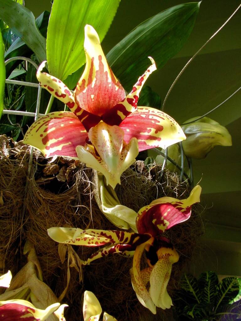 Stanhopea tigrina orchid, Royal Botanic Garden Sydney NSW