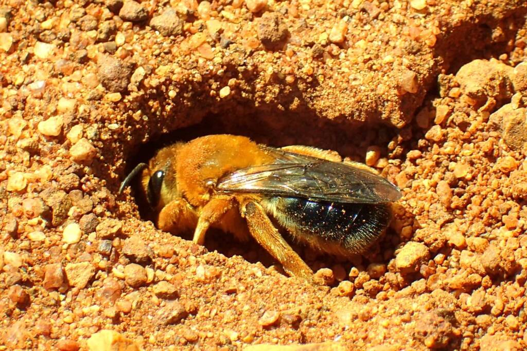 genus Ctenocolletes, family Stenotritodae, Coalseam Conservation Park WA © Gary Taylor