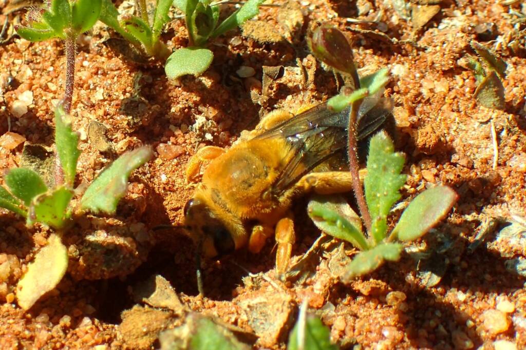 genus Ctenocolletes, family Stenotritodae, Coalseam Conservation Park WA © Gary Taylor