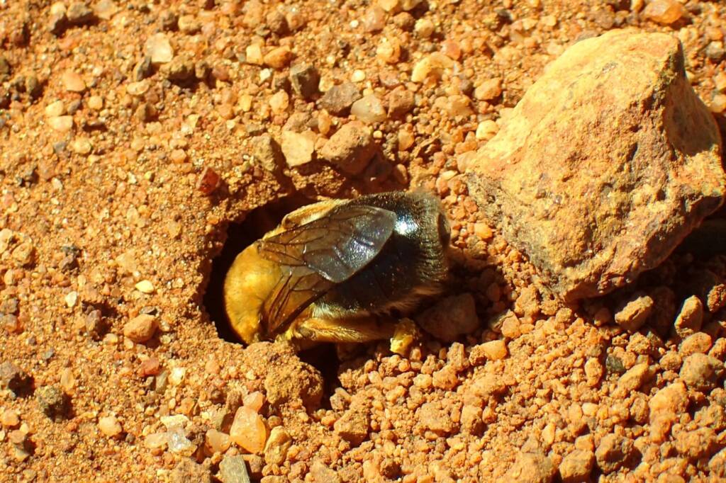 genus Ctenocolletes, family Stenotritodae, Coalseam Conservation Park WA © Gary Taylor