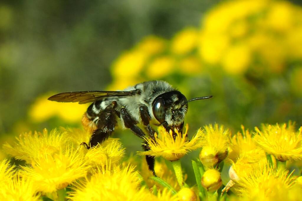 Stenotritidae (Ctenocolletes) albomarginatus, Geraldton, Midwest WA © Gary Taylor