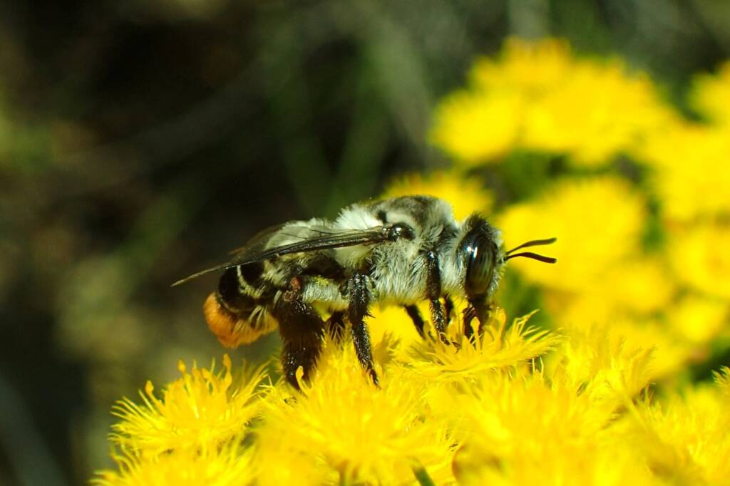 Stenotritidae (Ctenocolletes) albomarginatus, Geraldton, Midwest WA © Gary Taylor