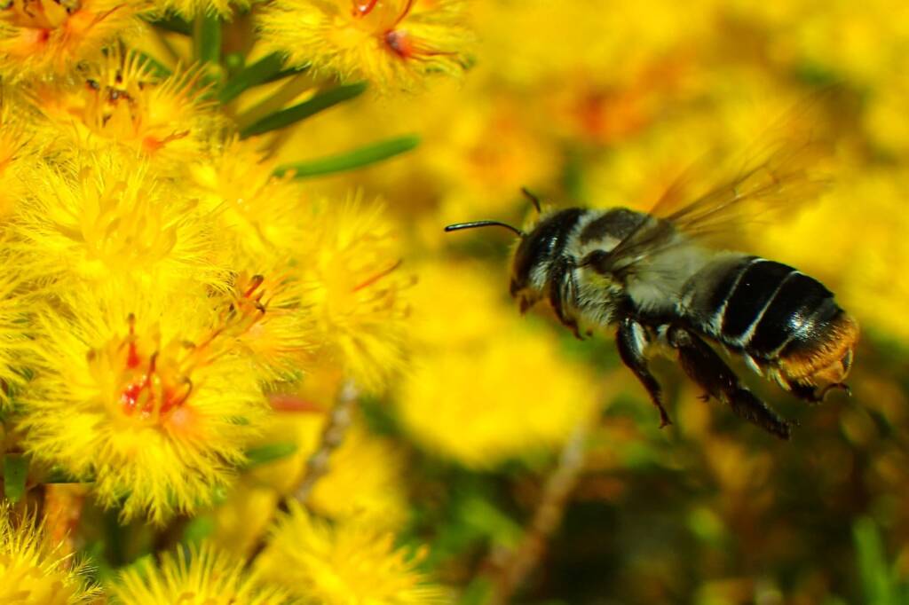 Stenotritidae (Ctenocolletes) albomarginatus, Geraldton, Midwest WA © Gary Taylor
