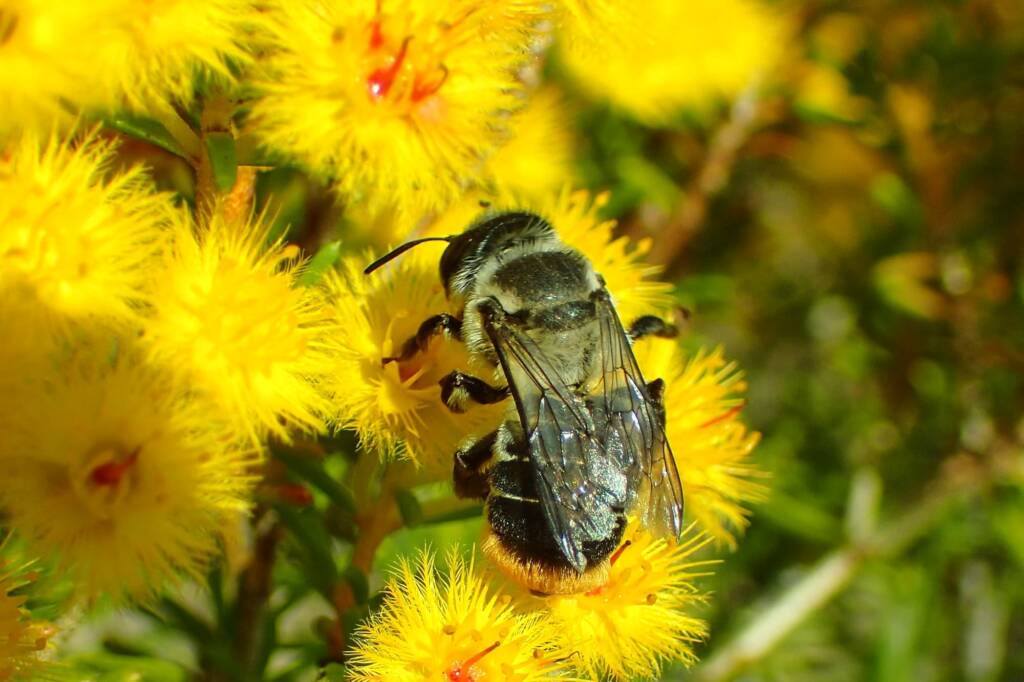 Stenotritidae (Ctenocolletes) albomarginatus, Geraldton, Midwest WA © Gary Taylor