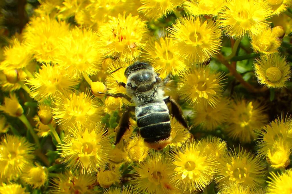 Stenotritidae (Ctenocolletes) albomarginatus, Geraldton, Midwest WA © Gary Taylor