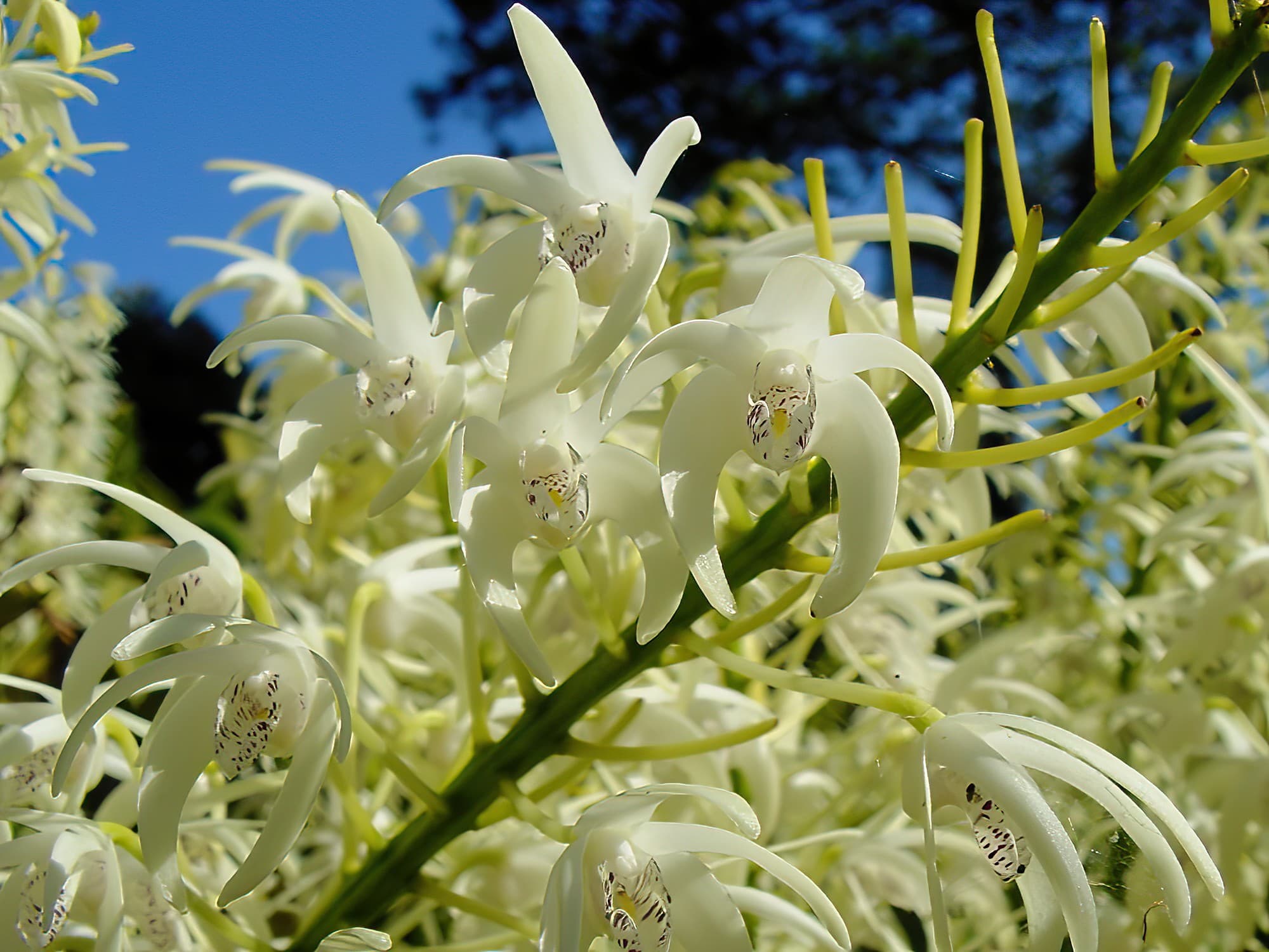 Sydney Rock Orchid (Dendrobium speciosum), Royal Botanic Garden Sydney NSW