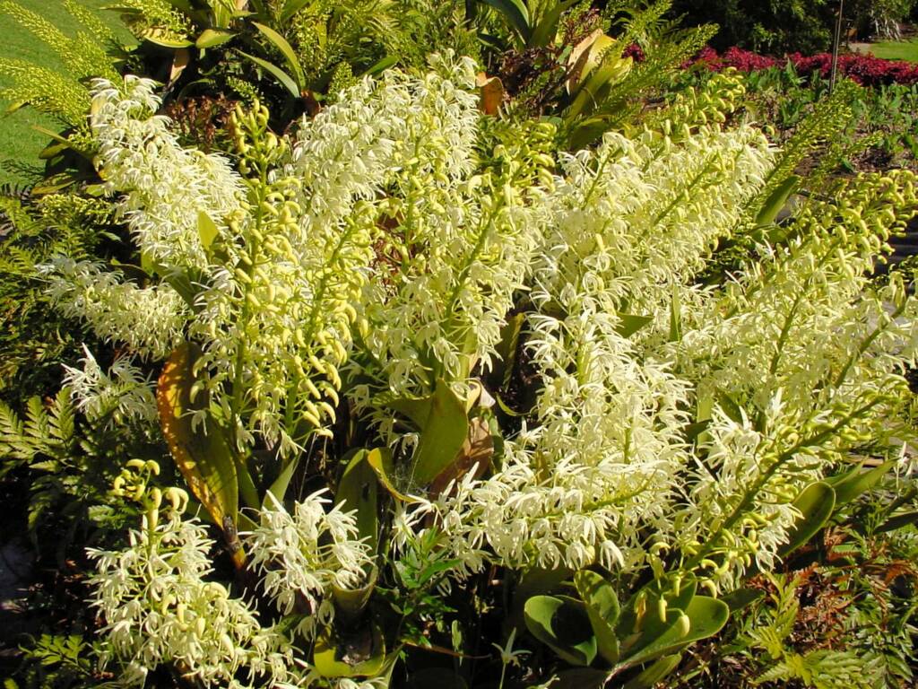 Sydney Rock Orchid (Dendrobium speciosum), Royal Botanic Garden Sydney NSW