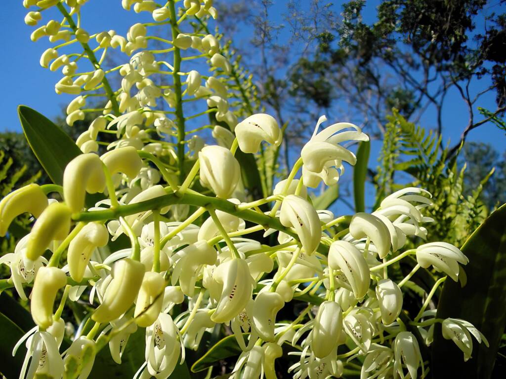 Sydney Rock Orchid (Dendrobium speciosum), Royal Botanic Garden Sydney NSW