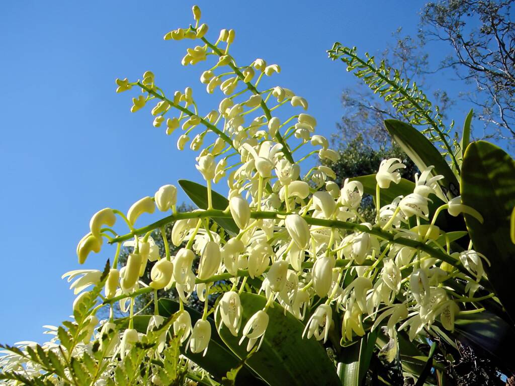 Sydney Rock Orchid (Dendrobium speciosum), Royal Botanic Garden Sydney NSW