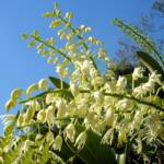 Sydney Rock Orchid (Dendrobium speciosum), Royal Botanic Garden Sydney NSW