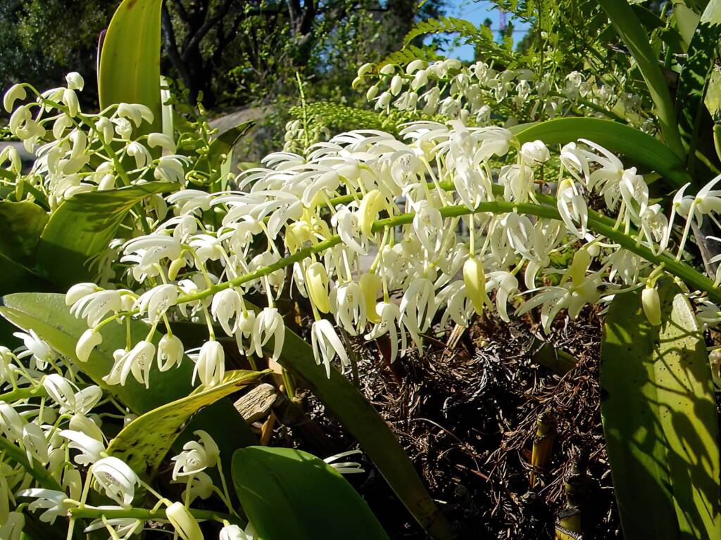 Sydney Rock Orchid (Dendrobium speciosum), Royal Botanic Garden Sydney NSW