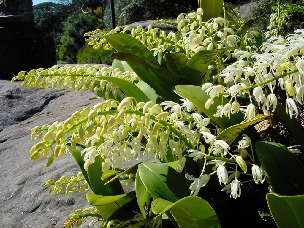 Sydney Rock Orchid (Dendrobium speciosum), Royal Botanic Garden Sydney NSW