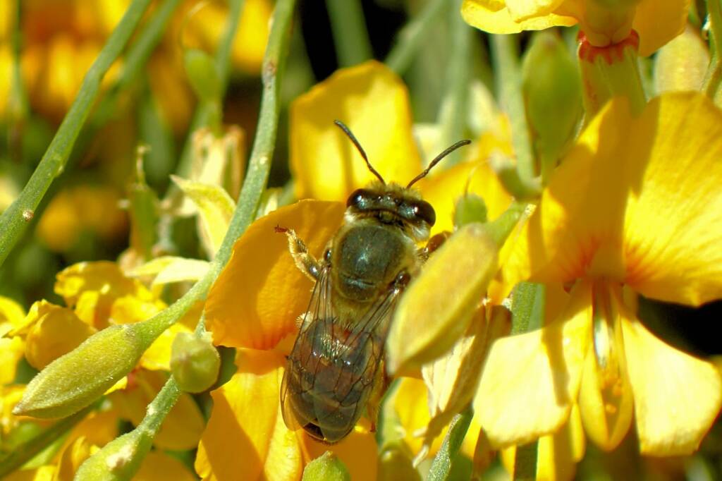Trichocolletes rufibasis, Midwest WA © Gary Taylor