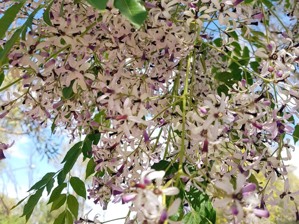 White Cedar (Melia azedarach), Alice Springs NT