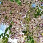 White Cedar (Melia azedarach), Alice Springs NT