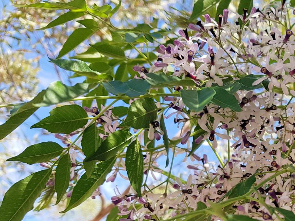 White Cedar (Melia azedarach), Alice Springs NT