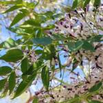 White Cedar (Melia azedarach), Alice Springs NT