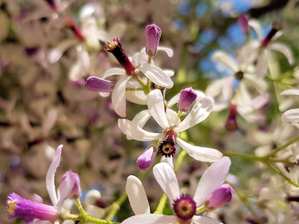 White Cedar (Melia azedarach), Alice Springs NT