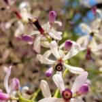 White Cedar (Melia azedarach), Alice Springs NT