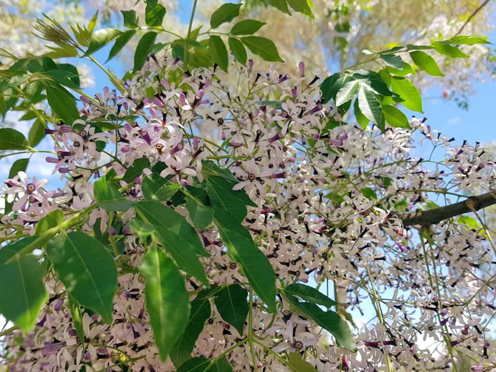 White Cedar (Melia azedarach), Alice Springs NT