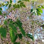 White Cedar (Melia azedarach), Alice Springs NT