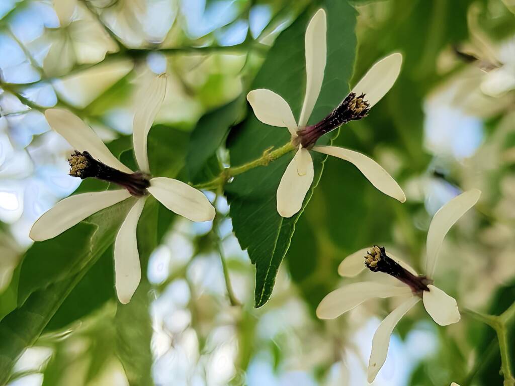 White Cedar (Melia azedarach), Alice Springs NT