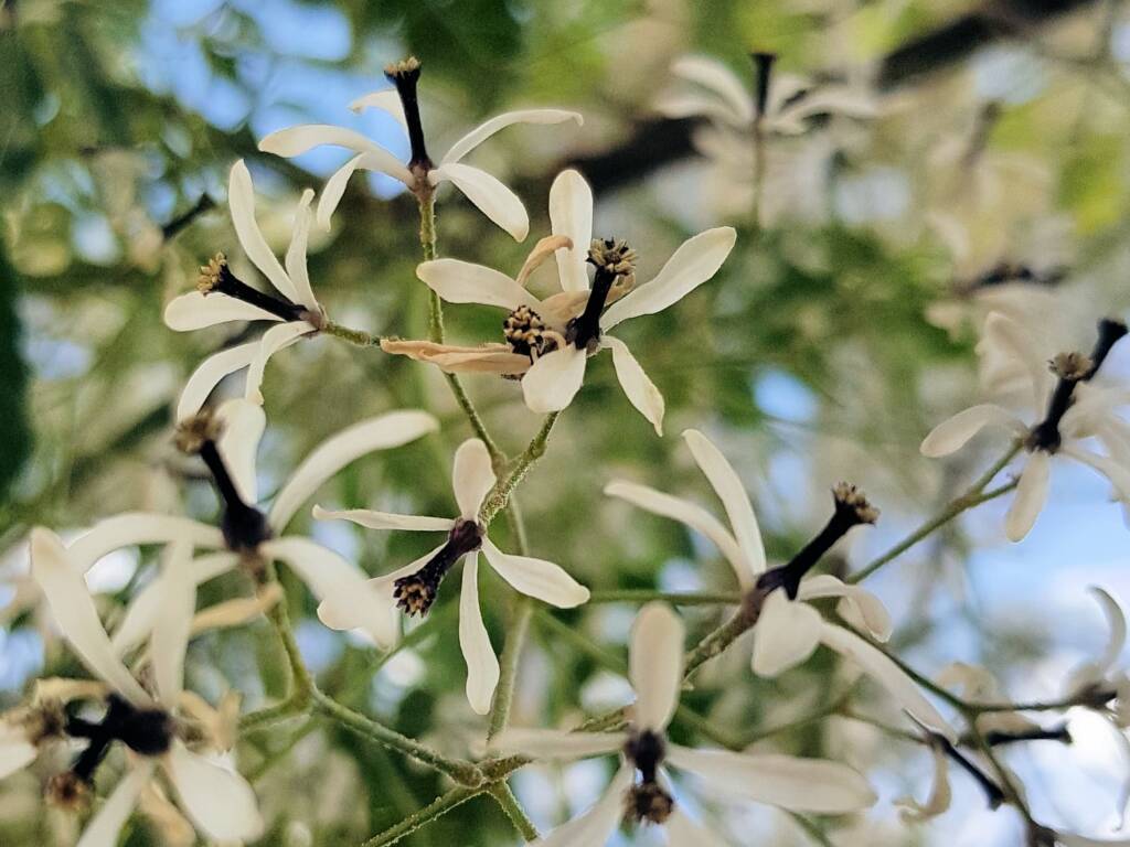 White Cedar (Melia azedarach), Alice Springs NT