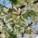 White Cedar (Melia azedarach), Alice Springs NT