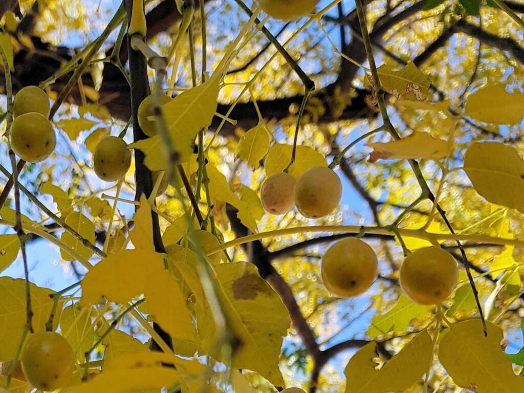 White Cedar (Melia azedarach), Alice Springs NT