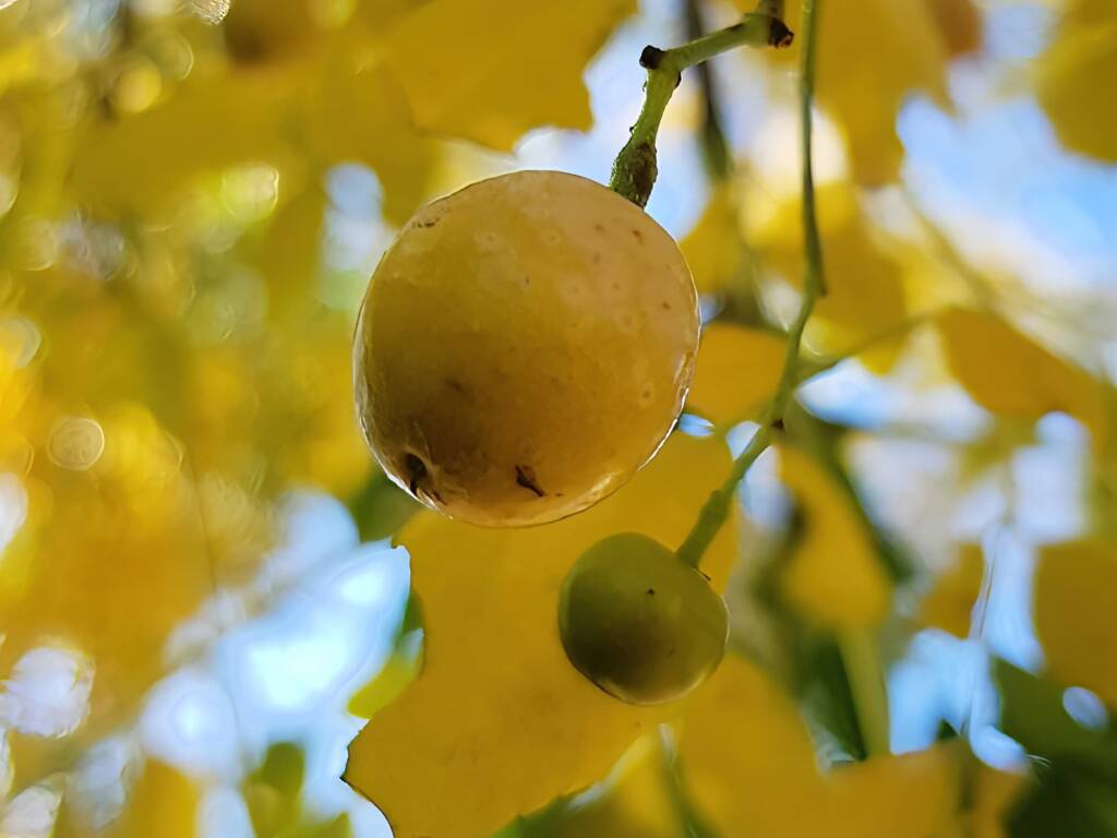 White Cedar (Melia azedarach), Alice Springs NT