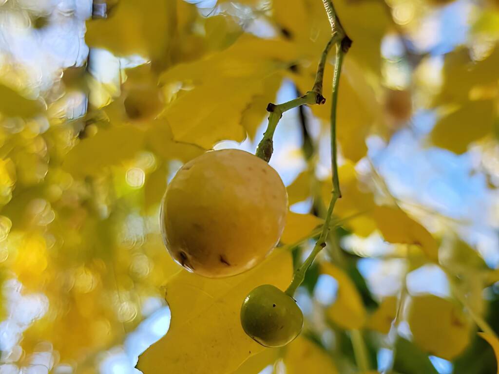 White Cedar (Melia azedarach), Alice Springs NT