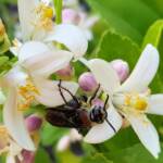 Yellow Hairy Flower Wasp (Radumeris radula) on lemon blossoms, Alice Springs NT