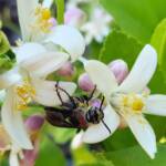 Yellow Hairy Flower Wasp (Radumeris radula) on lemon blossoms, Alice Springs NT