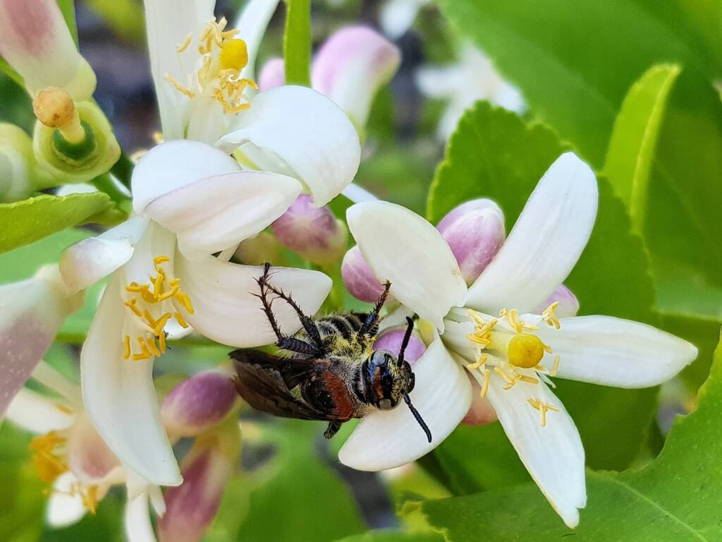 Yellow Hairy Flower Wasp (Radumeris radula) on lemon blossoms, Alice Springs NT