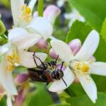Yellow Hairy Flower Wasp (Radumeris radula) on lemon blossoms, Alice Springs NT