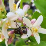 Yellow Hairy Flower Wasp (Radumeris radula) on lemon blossoms, Alice Springs NT