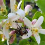 Yellow Hairy Flower Wasp (Radumeris radula) on lemon blossoms, Alice Springs NT