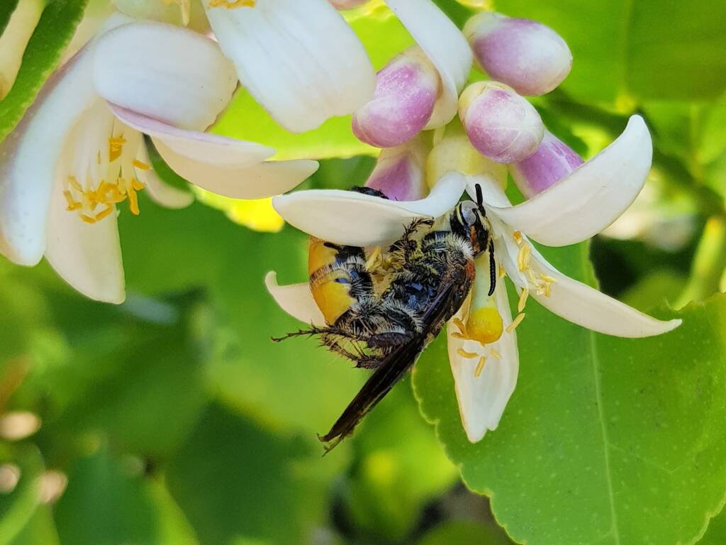 Yellow Hairy Flower Wasp (Radumeris radula) on lemon blossoms, Alice Springs NT