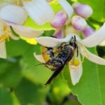 Yellow Hairy Flower Wasp (Radumeris radula) on lemon blossoms, Alice Springs NT